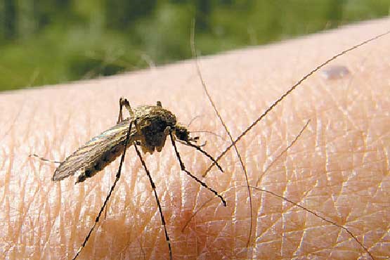 هشدار مالاریا برای شرق و جنوب کشور