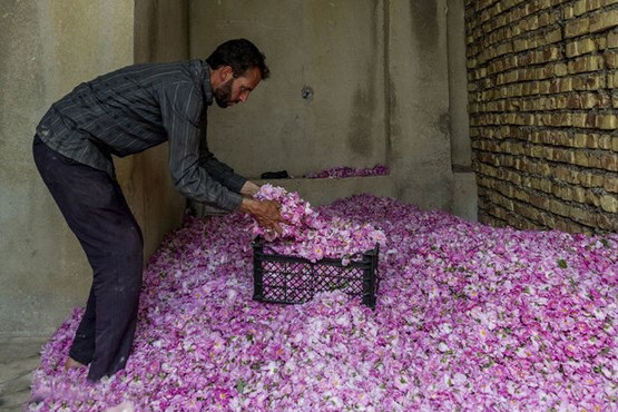 کاشان بوی «گل محمدی» گرفت+عکس