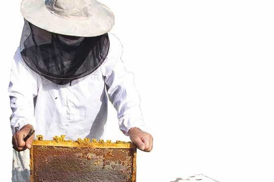 زنبورداری جدی گرفته نشده است