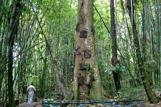 نام عجیب بلندترین درخت جهان + عکس
