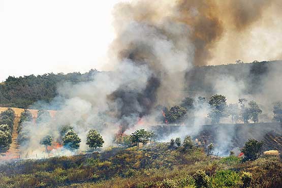 آتش‌سوزی‌ سریالی جنگل‌ها را جدی بگیرید