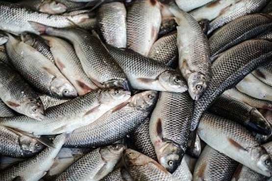 نرخ جدید انواع ماهی در بازار