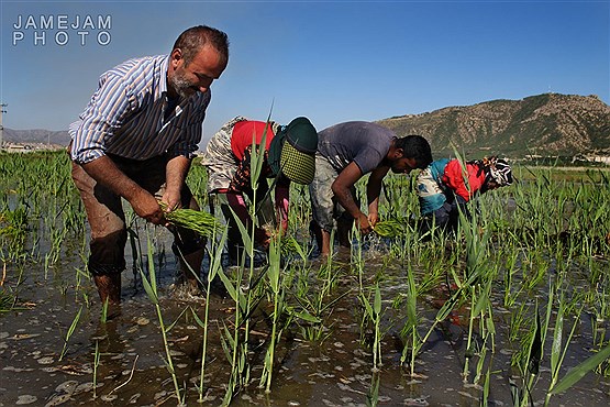 نشاء برنج در مریوان