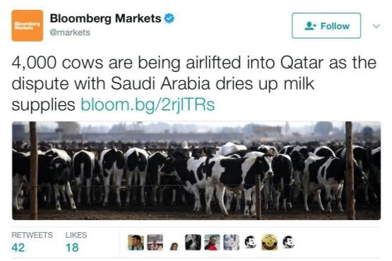 پرواز 4000 گاو به قطر