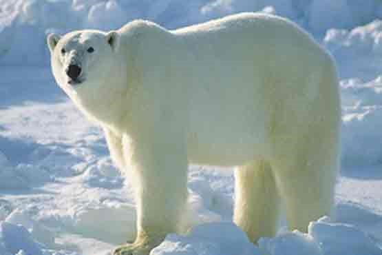 جدال حیرت انگیز خرس قطبی و گراز دریایی