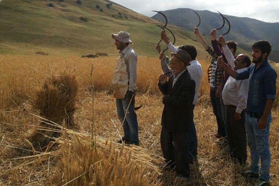 «دشتبانان» از گندمزارهای مازندران رفتند + عکس