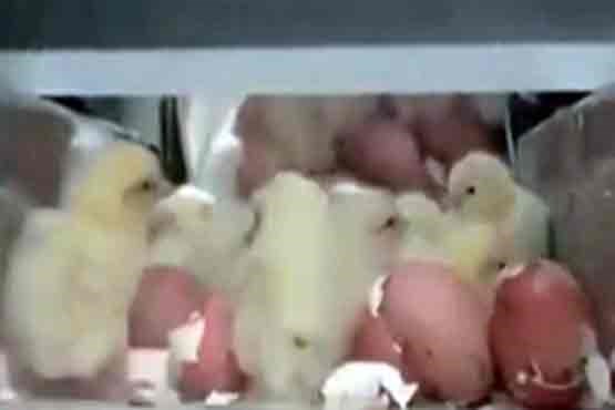 فیلم دردناک از کشتار جوجه‌های نر در صنعت تخم مرغ