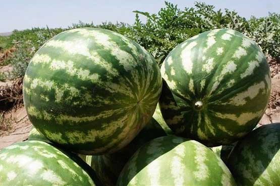 واکنش وزارت جهاد به مرجوع شدن هندوانه‌ها از عمان