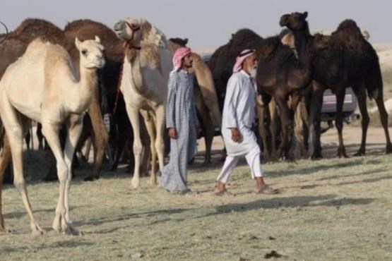 عربستان، شترهای قطری را اخراج کرد!
