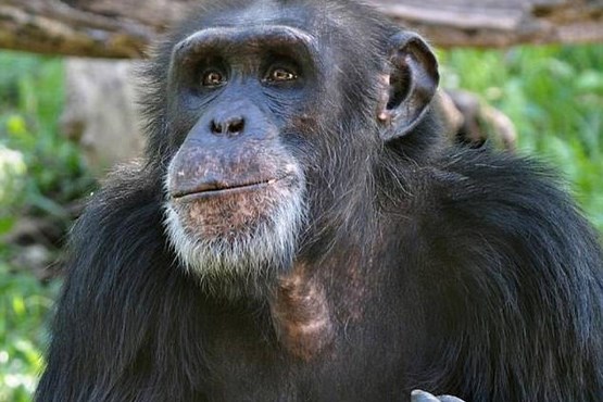 کشته شدن شامپانزه توسط همنوعانش