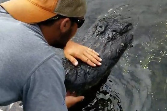 بوسیدن تمساح توسط توریست شجاع