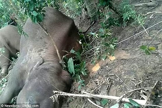 قتل عام خانواده فیل ها برای سرقت عاج هایشان +عکس