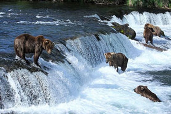 تلاش دیدنی یک خرس برای عبور فرزندانش از رودخانه