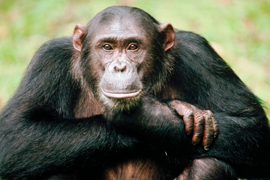 هوش یک شامپانزه در انتخاب خوراکی‌