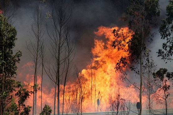 رکورددار آتش‌سوزی جنگل‌ها در ایران + عکس