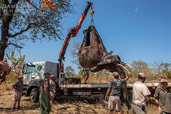 حمل فیل های پارک آفریقایی