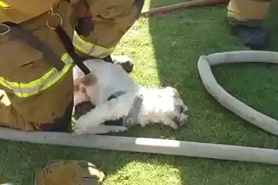 نجات و احیاء سگ توسط آتش‌نشانان