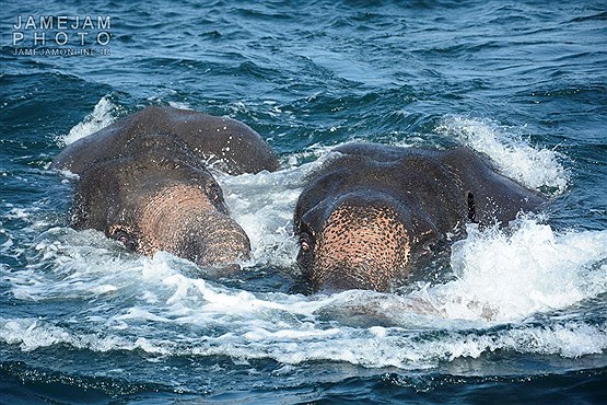 نجات دو فیل از دریا