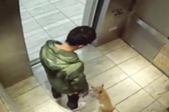 آزار و اذیت یک سگ  در آسانسور