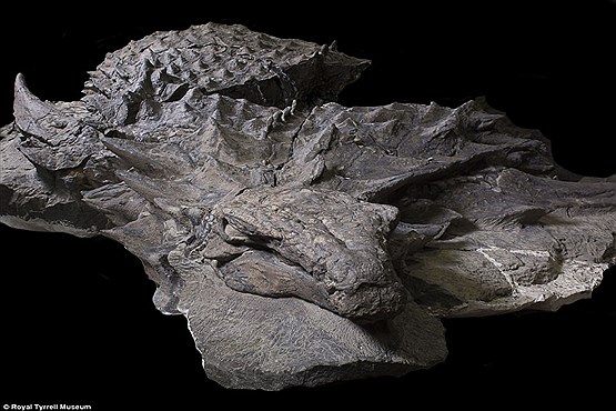 فسیلی که وجود یک گونه دایناسور را ثابت می کند +عکس