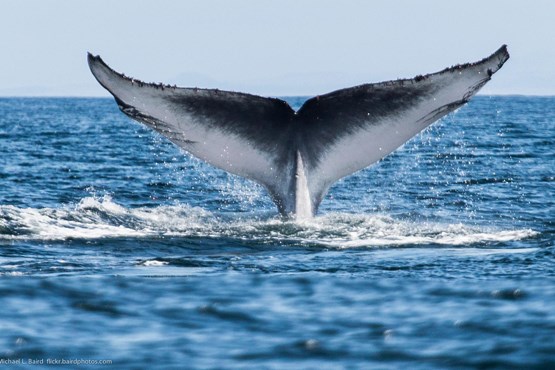 نهنگ قاتل در کمین افتادن موج سوار