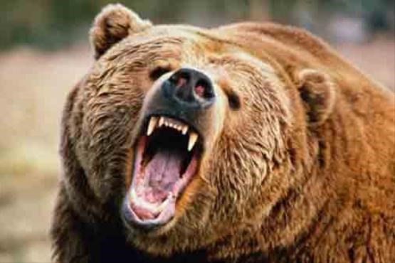 حمله مرگبار خرس وحشی به مرد روستایی