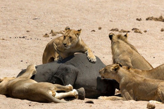 حمله مرگبار شیرها به فیل