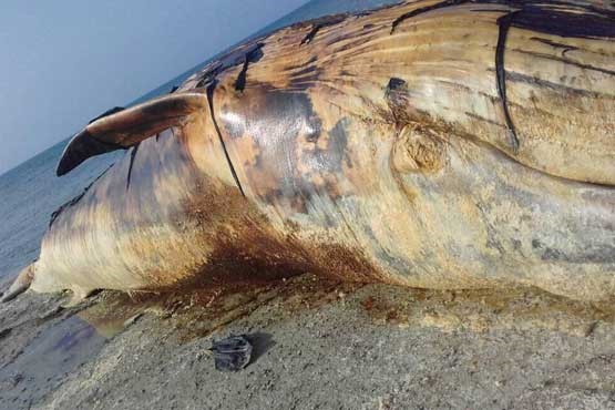 لاشه یک نهنگ در جزیره سیری +عکس