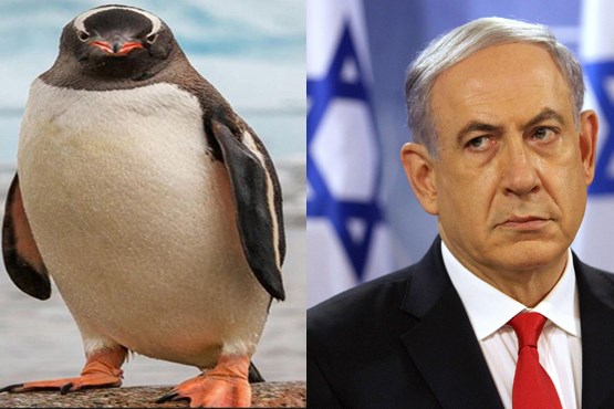 خونمون یه پنگوئن دارم عاشق اسرائیله/ چی میزنی که با پنگوئن ها حرف میزنی؟!  + تصاویر