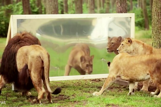 گیج شدن شیرها در مقابل آینه