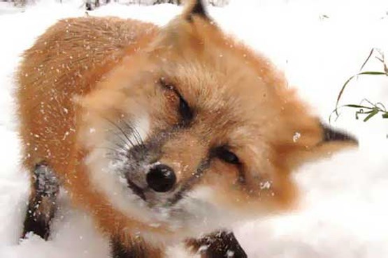 روباه در دشت آزو +عکس