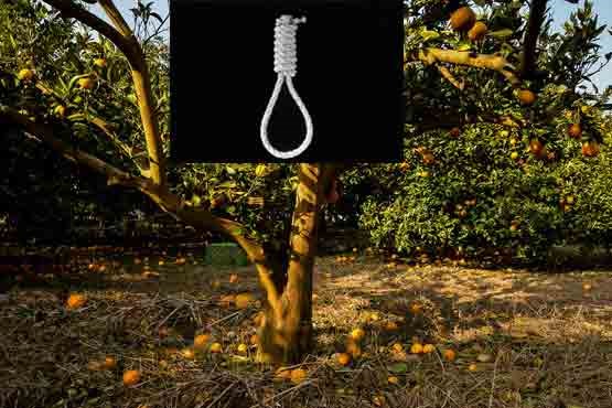 خودکشی نافرجام در باغ پرتقال