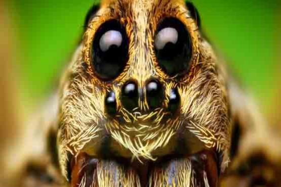 24 حقیقت درباره‌ عنکبوت‌‌ها که باور نخواهید کرد! + عکس