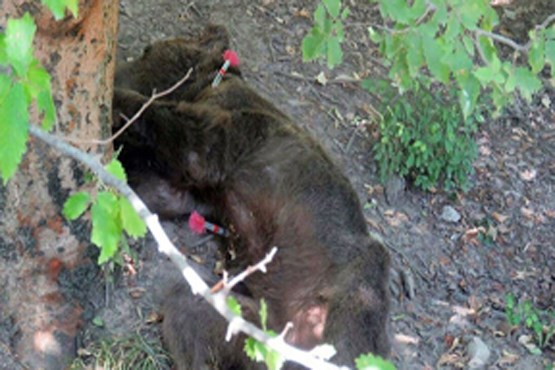 مرگ دلخراش خرس قهوه‌ای در استان گلستان