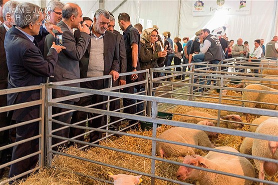 نمایشگاه دامداری فرانسه با حضور وزیر جهاد کشاورزی