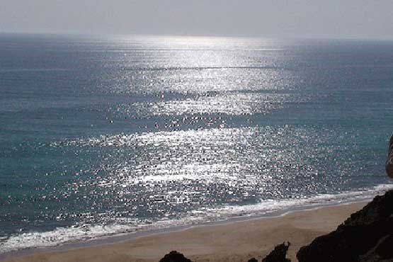 سمی‌ترین ماهی جهان در دریای عمان +عکس