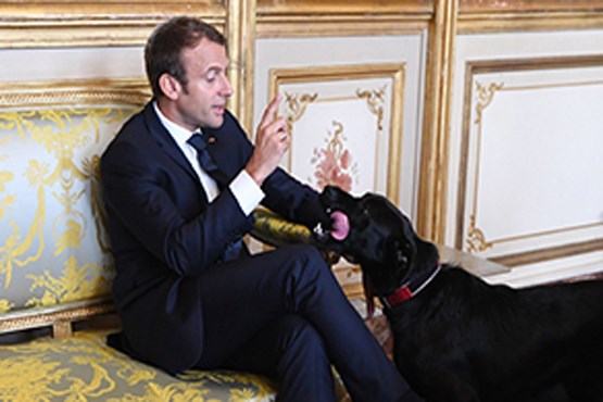 دردسر سگ رئیس جمهور فرانسه در یک جلسه رسمی + فیلم
