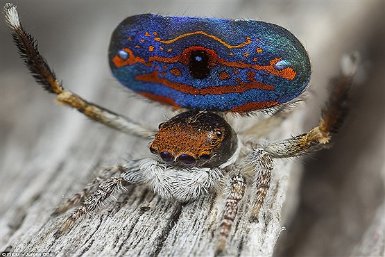 زیبایی خیره کننده عنکبوت طاووسی! +عکس