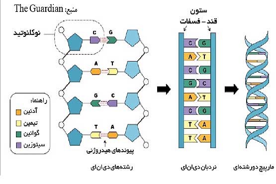 درمان جهش‌های ژنتیک با جراحی شیمیایی