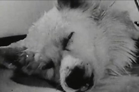 زنده کردن سگ مرده توسط دانشمندان روس!