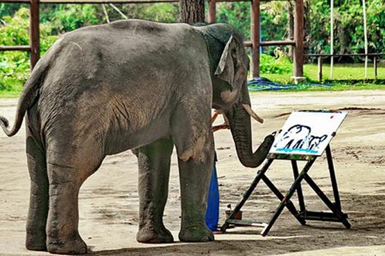 نقاشی حیرت انگیز یک فیل