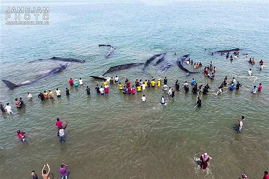 عملیات نجات نهنگ ها