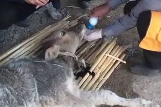 نجات گوساله از زیر آوار بعد از شش روز (فیلم)