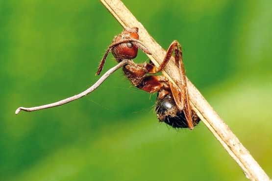 صورت مورچه از نمای نزدیک +عکس