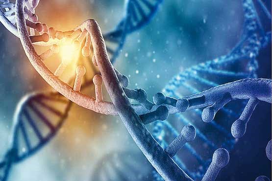 دانشمندان برای اولین‌بار موفق به تصحیح کد ژنتیک در انسان بالغ شدند