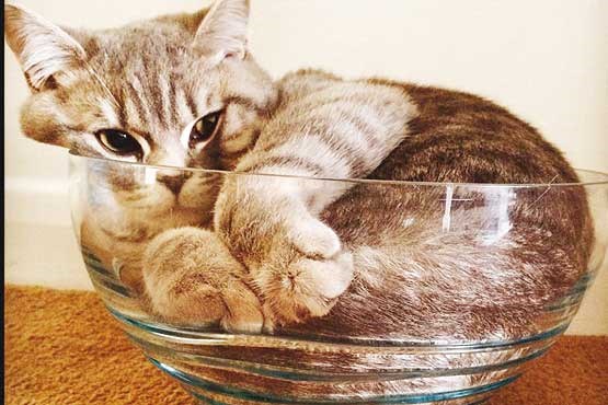 آیا گربه‌ها مایع هستند؟