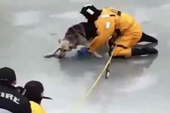نجات سگ از داخل رودخانه یخ زده