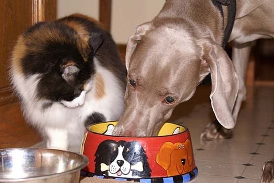 از قرص ضد استرس سگ تا غذای ارگانیک 75 هزارتومانی ویژه بچه گربه های حساس !