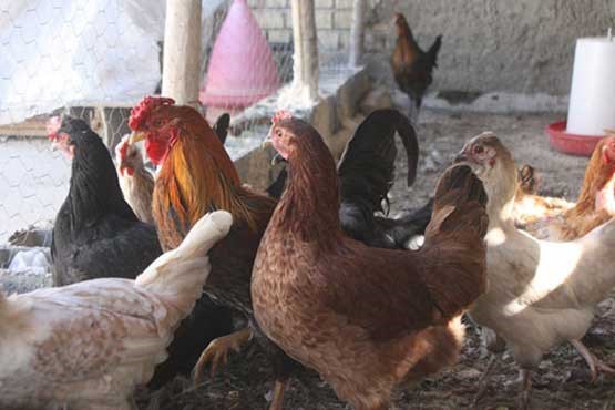 گرانی مرغ ربطی به شیوع آنفلوآنزا ندارد