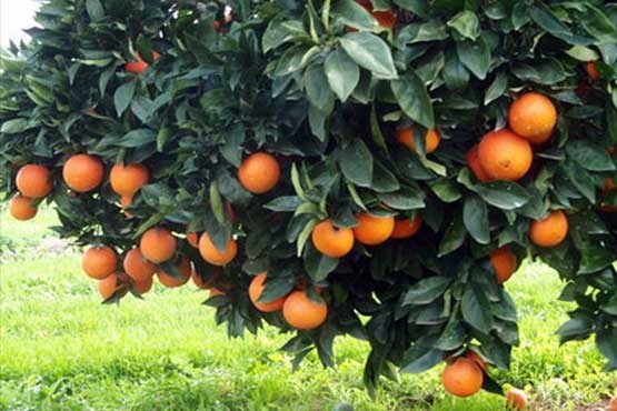 افزایش ۶ برابری قیمت پرتقال از باغ تا بازار!